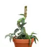 3 Pack Bendable Moss Pole™ THIN - 16" Bendable Moss Pole™ THIN - Mossify - Wild Lark