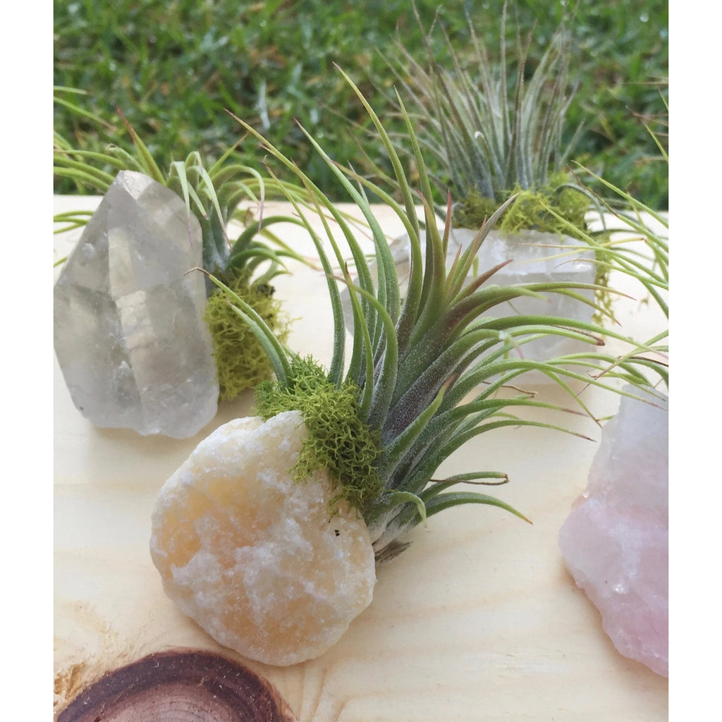 emerald air plants Crystal Air Plants