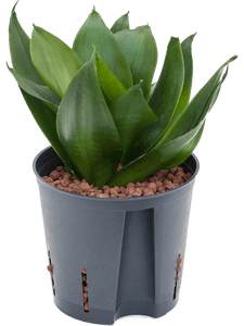 dark jade plant Sansevieria Trifasciata Black Jade Hahnii