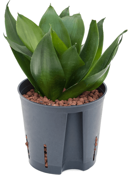 sansevieria hahnii jade marginata Sansevieria Trifasciata Black Jade Hahnii – Wild Lark