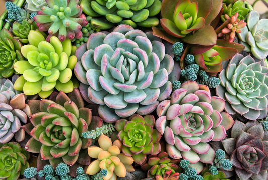 blackk zz plant ZZ Plant, Raven 6