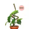 3 Pack Bendable Moss Pole™ THIN - 30" Bendable Moss Pole™ THIN - Mossify - Wild Lark