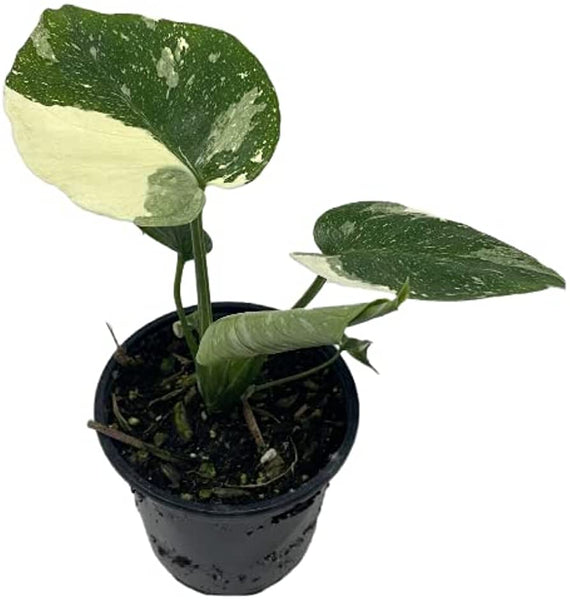 Monstera deliciosa variegated "Thai Constellation" -  - Wild Lark - Wild Lark