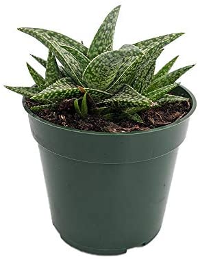 Aloe "White Fox" -  - Wild Lark - Wild Lark