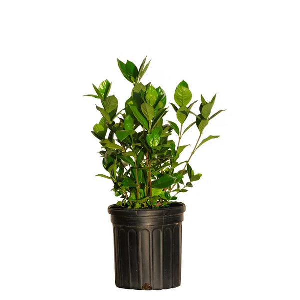 Gardenia Plant -  - Wild Lark - Wild Lark