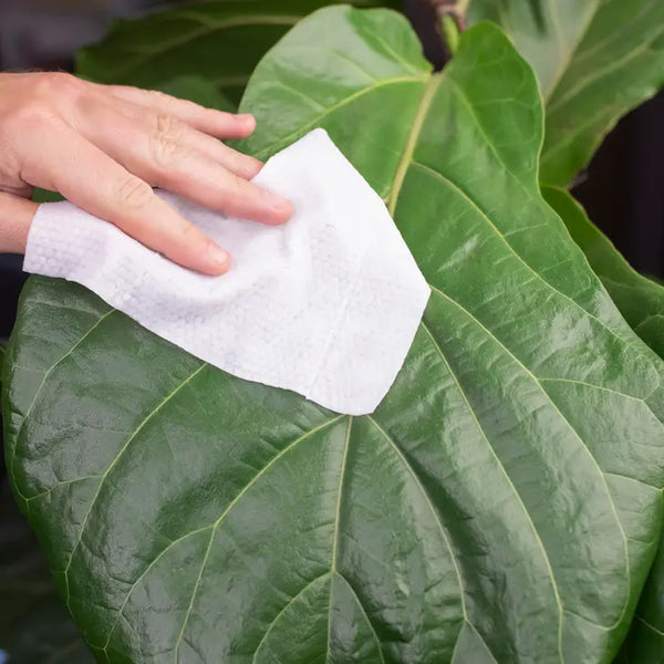 Houseplant Cleaning and Dusting Wipes -  - Southside Plant - Wild Lark