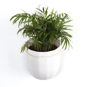 Loop WallyGro Planters (10 Colors Available) - White - WallyGro - Wild Lark