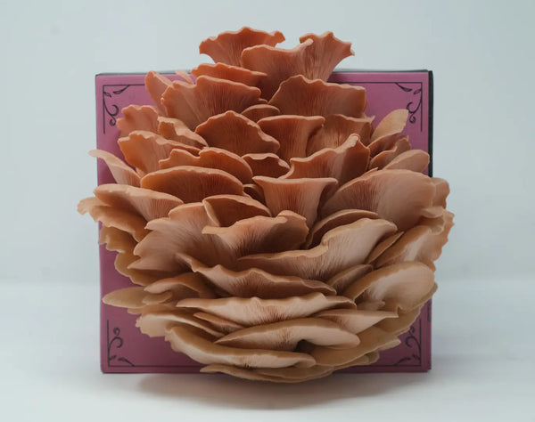 Organic Mushroom Grow-Your-Own Kits -  - Hodgins Harvest - Wild Lark