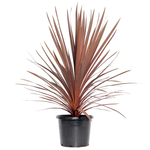 Cordyline Grass "Red Star" -  - Wild Lark - Wild Lark