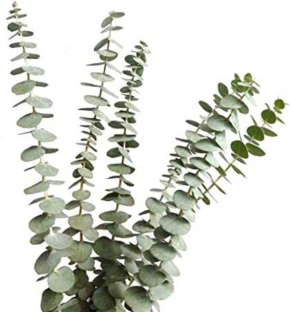 Premium Mixed Eucalyptus Bundle -  - Wild Lark - Wild Lark