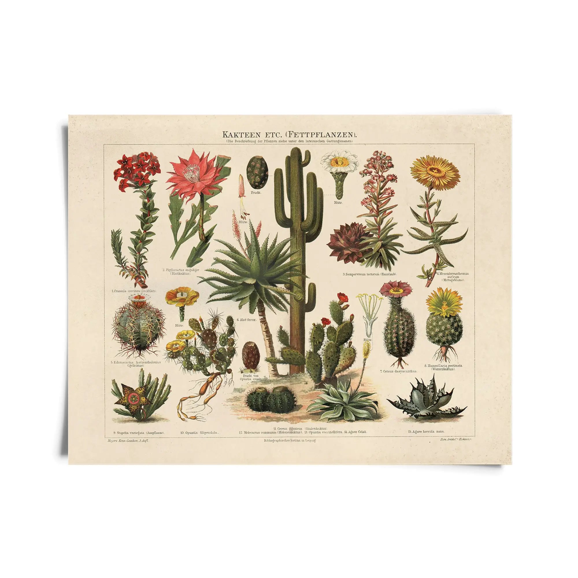 Vintage Botanical Cactus Kakteen Chart 1 Print -  - Curious Prints - Wild Lark