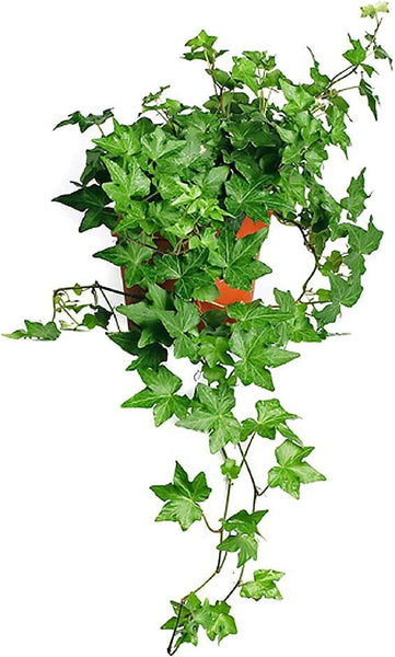 English Ivy (non-variagated) -  - Wild Lark - Wild Lark