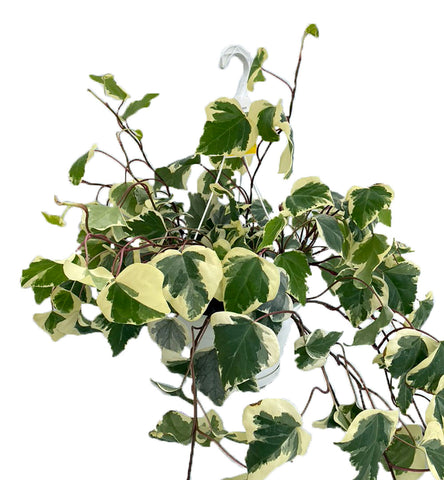 Ivy (Hedera canariensis) -  - Wild Lark - Wild Lark