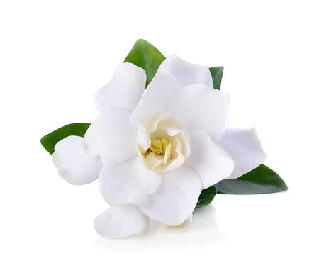 Gardenia Plant -  - Wild Lark - Wild Lark