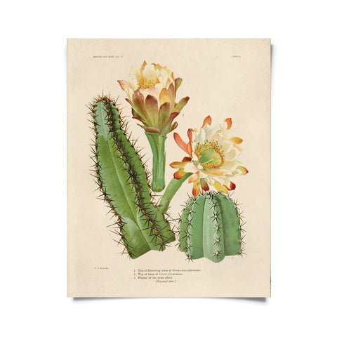 Vintage Botanical Cactus 2 -  - Curious Prints - Wild Lark