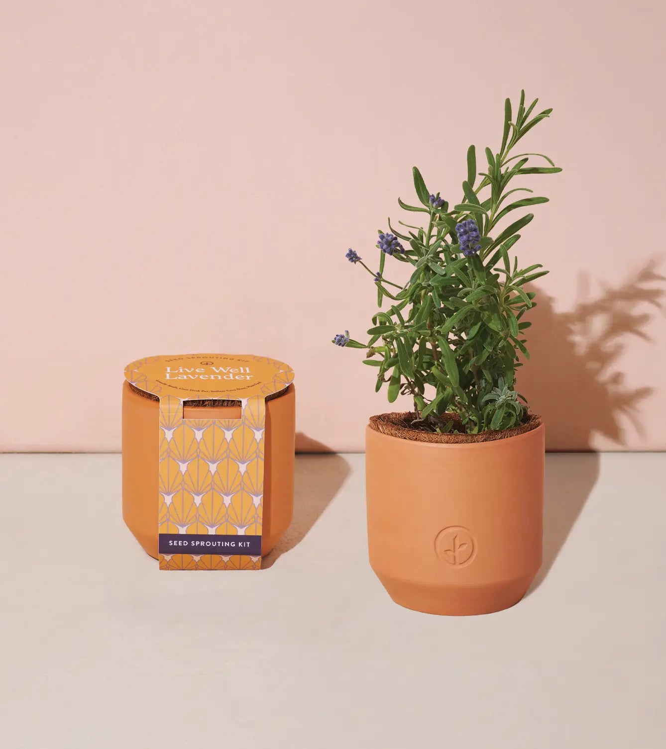 sprout lavender seeds Tiny Terracotta