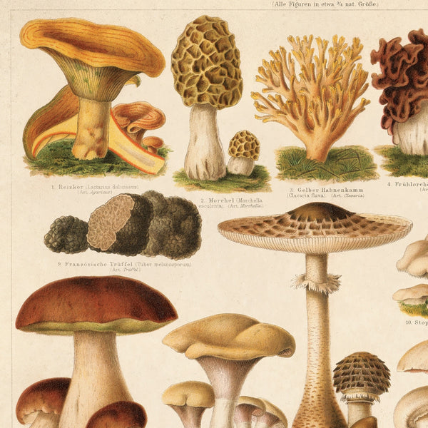 Vintage German Pilze 1 Mushroom Print -  - Curious Prints - Wild Lark