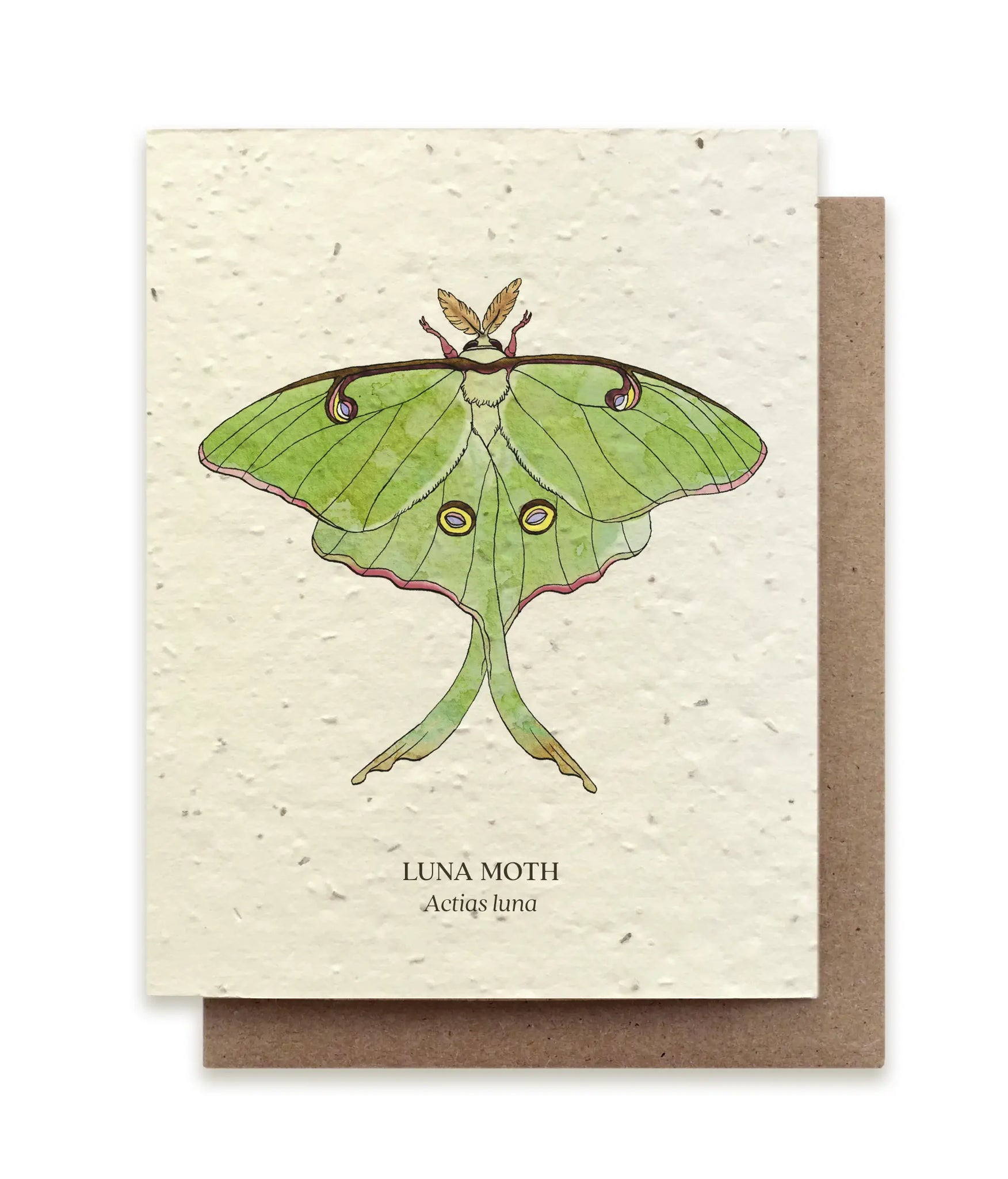 Plantable Wildflower Seed Card - Illustrated - Luna Moth - The Bower Studio - Wild Lark