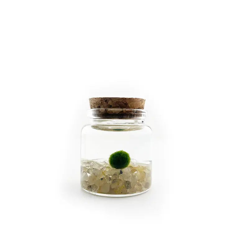 Live Marimo Balls in Glass Top Spice Jar Bottle Zen Pet,  Canada