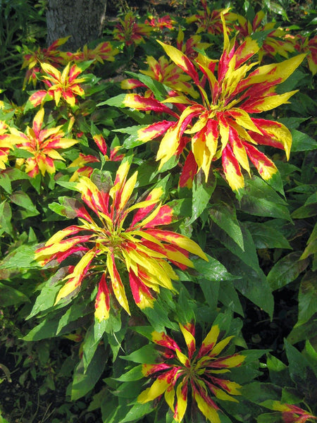 Joseph Coat Plant / Amaranthus Tricolor -  - Wild Lark - Wild Lark