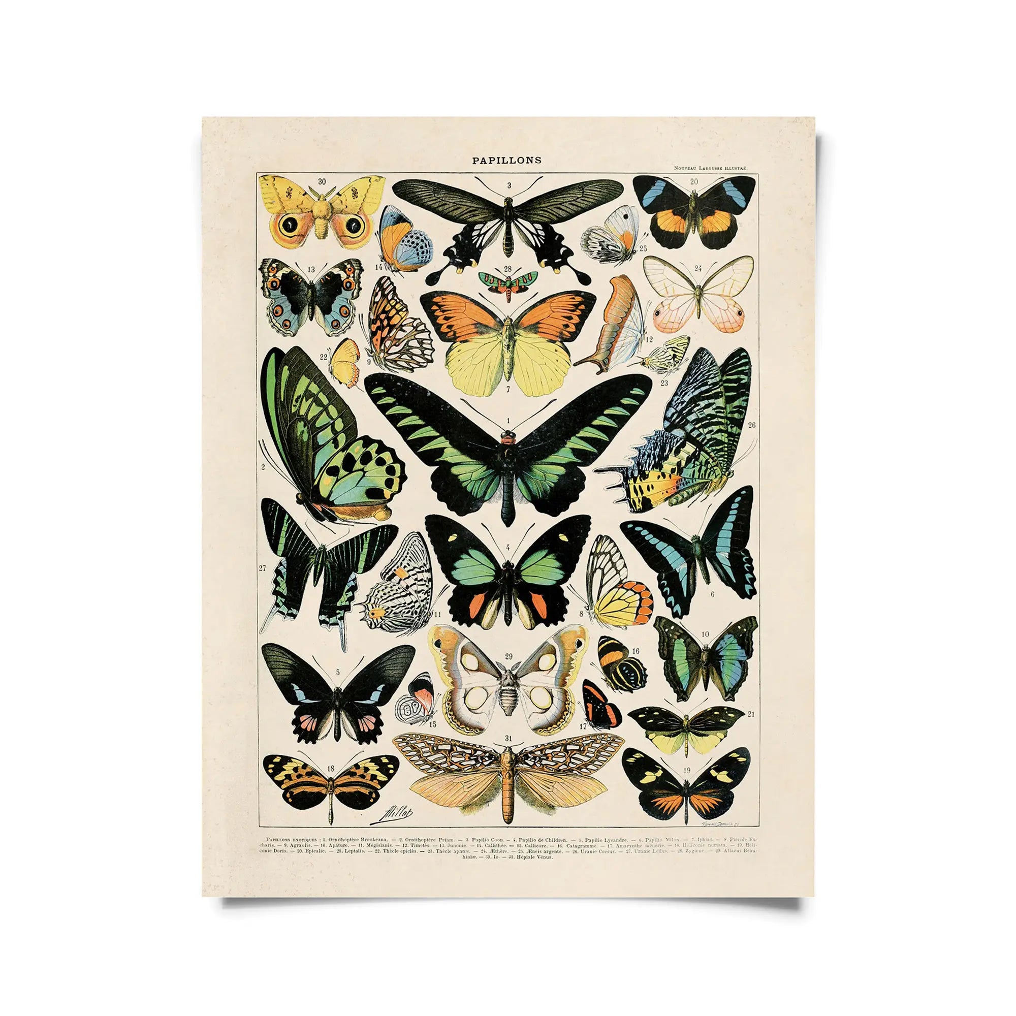 Vintage Millot Butterfly 1 Print -  - Curious Prints - Wild Lark