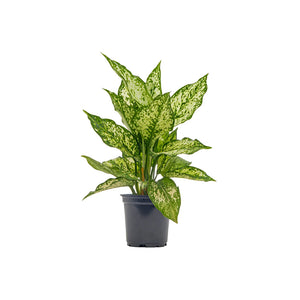 small aglaonema Aglaonema "Wintry Winehouse"