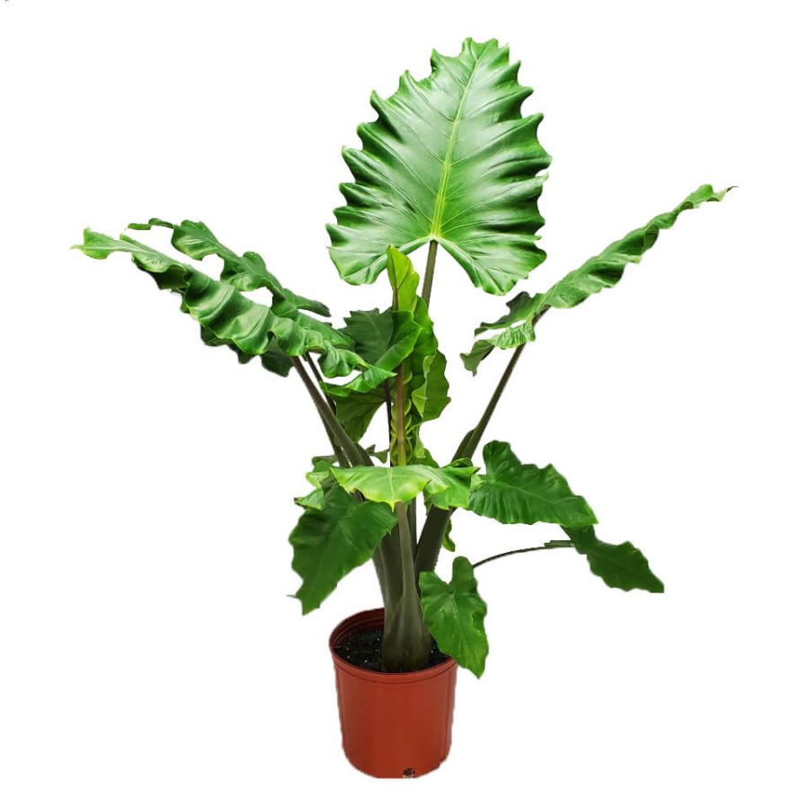 boa elephant ear plant Alocasio "Boa" (Alocasia cucullata) – Wild Lark
