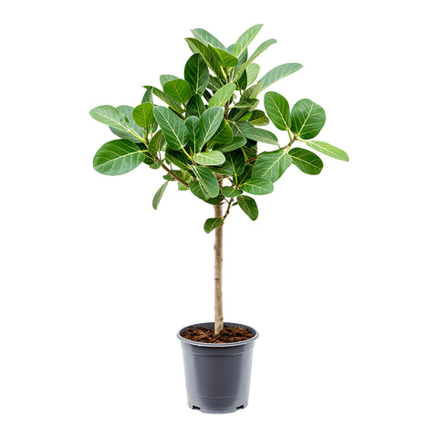 Ficus Audrey (ficus benghalensis) -  - Wild Lark - Wild Lark