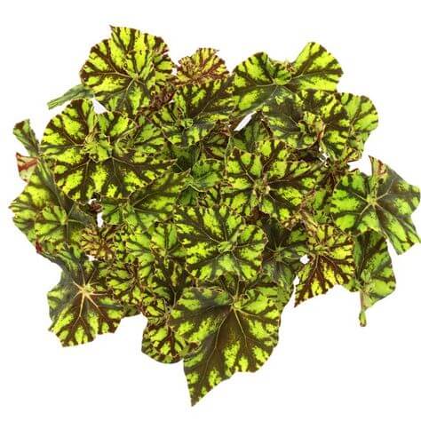 Rex Begonia Zumba – Wild Lark
