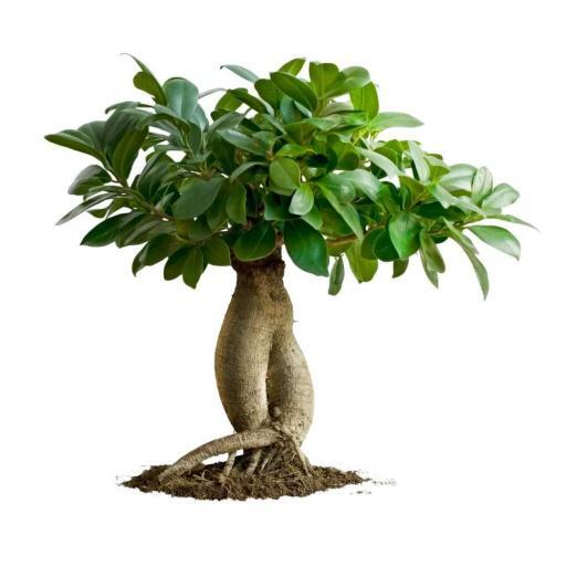 Bonsai (Ficus microcarpa) -  - Wild Lark - Wild Lark