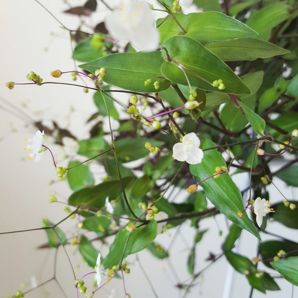 Bridal Veil Plant – Wild Lark