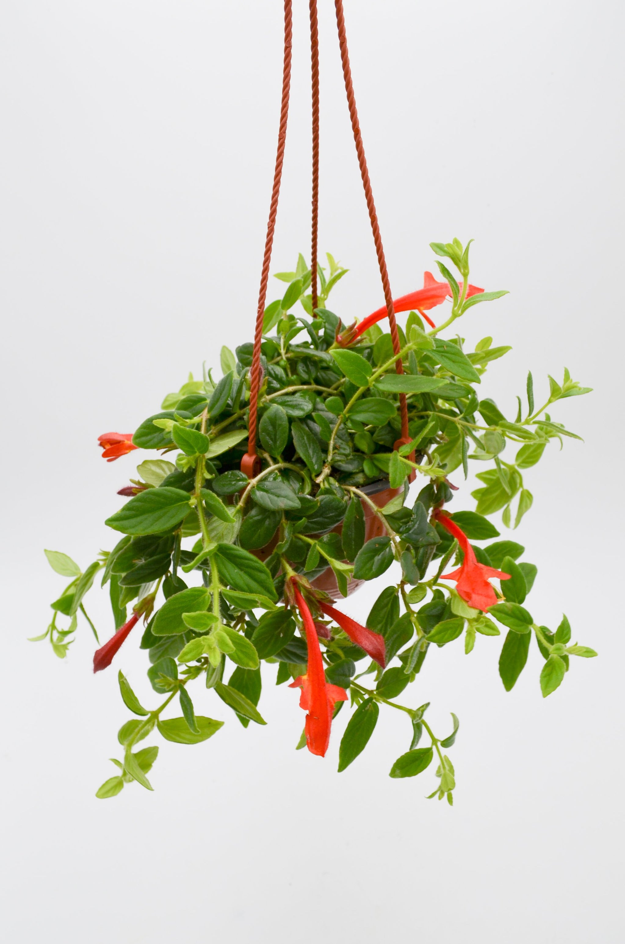 goldfish hanging plant Goldfish Plant (Columnea nematanthus) – Wild Lark