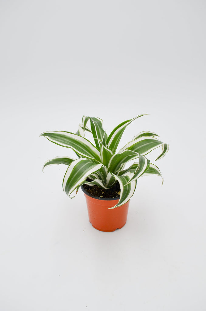 dracaena warneckii white stripe Dracaena 'Warneckii' – Wild Lark