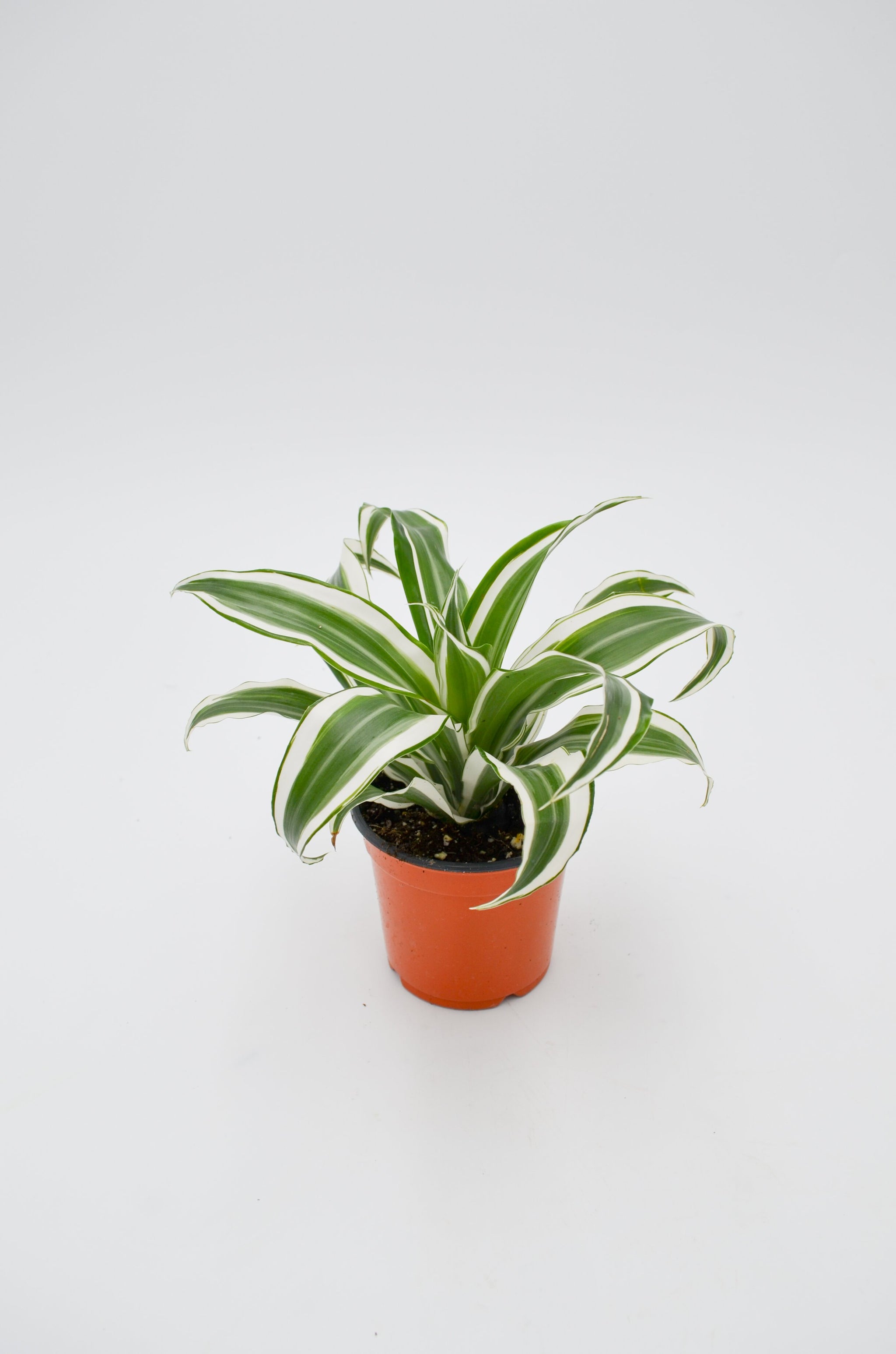 dracaena warneckii cats Dracaena 'Warneckii' – Wild Lark