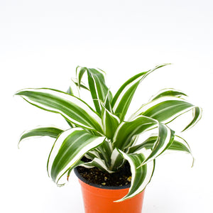 dracaena deremensis pet safe Dracaena 'Warneckii' – Wild Lark