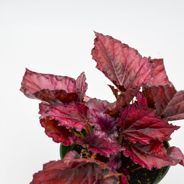 Rex Begonia Hybrid "Lava Red" -  - Wild Lark - Wild Lark