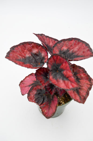 Rex Begonia Hybrid "Red Kiss" -  - Wild Lark - Wild Lark