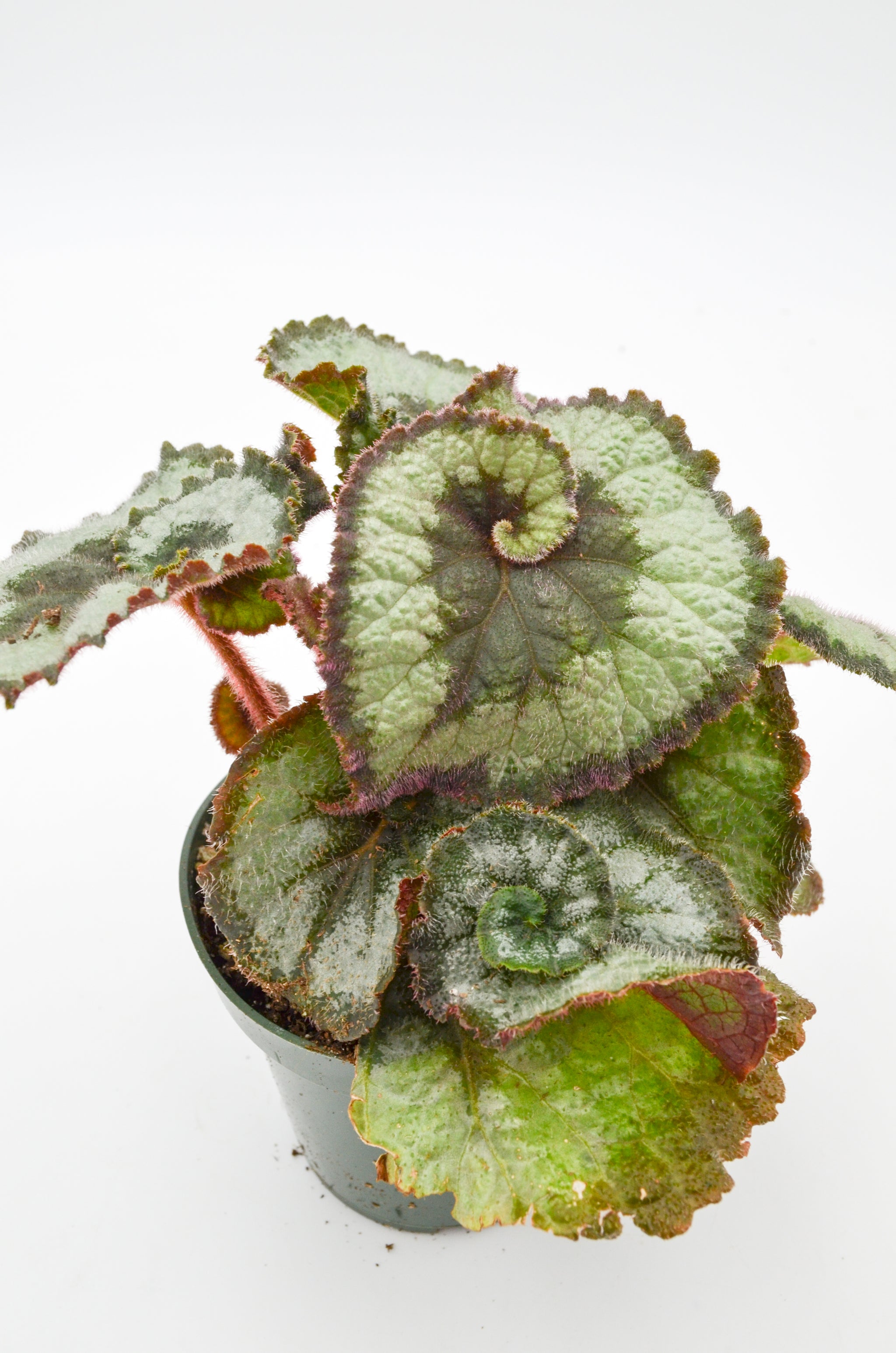 Rex Begonia Hybrid 