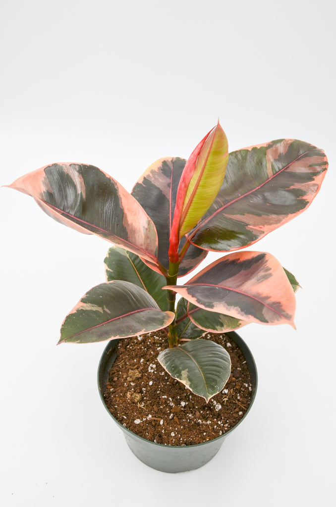 rubber tree ruby care Variegated Rubber Tree "Ruby" (Ficus elastica) – Wild Lark
