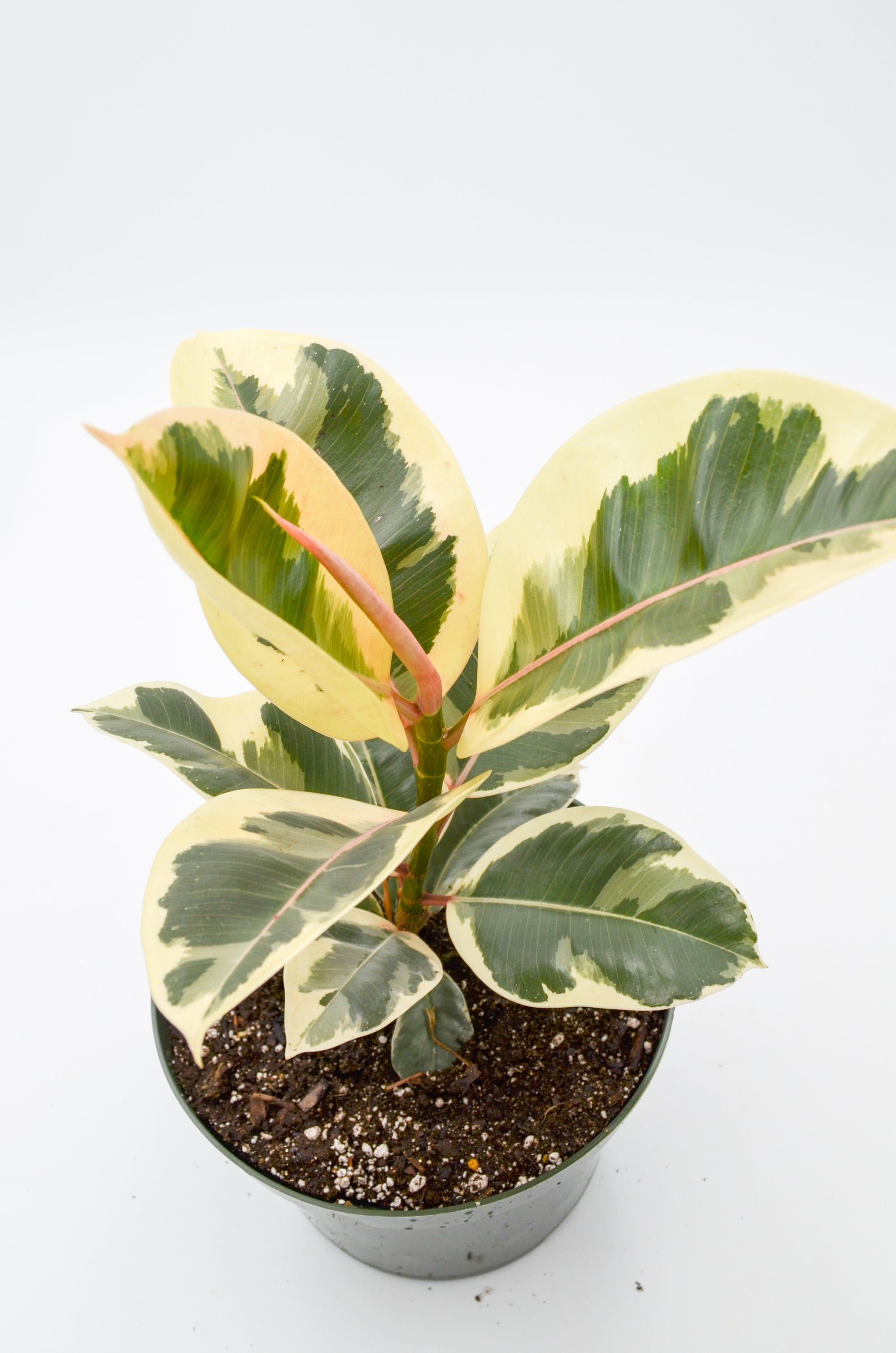 tineke variegated rubber tree Variegated Rubber Tree "Tineke" (Ficus elastica) – Wild Lark