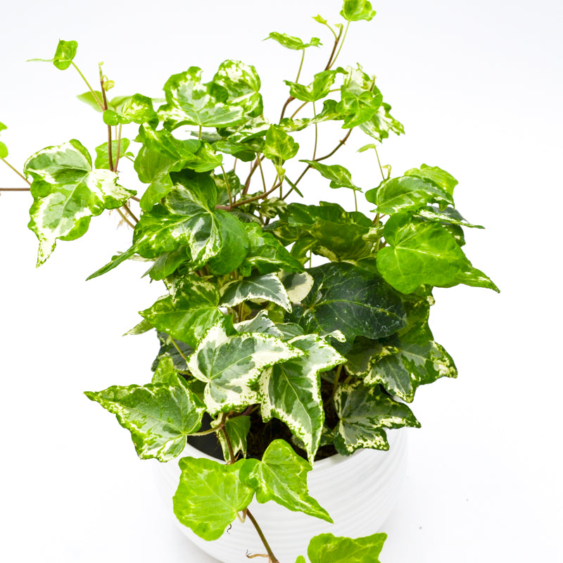 Variegated English Ivy (Hedera helix) -  - Wild Lark - Wild Lark