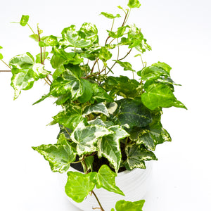Variegated English Ivy (Hedera helix) -  - Wild Lark - Wild Lark