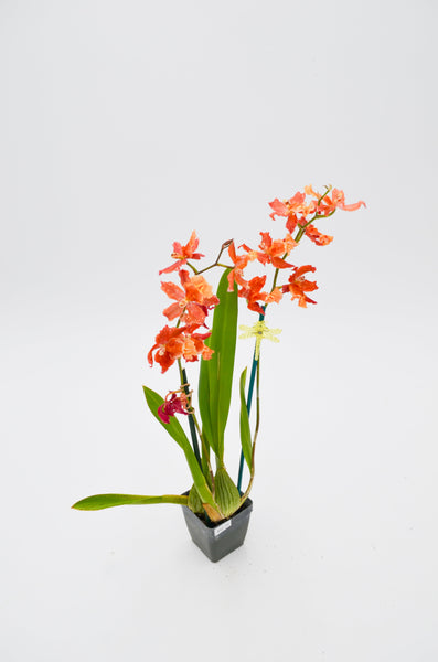 Mini Orchid -  - Wild Lark - Wild Lark