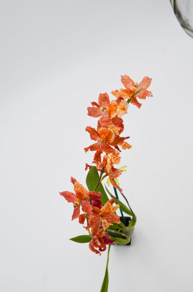 Mini Orchid -  - Wild Lark - Wild Lark