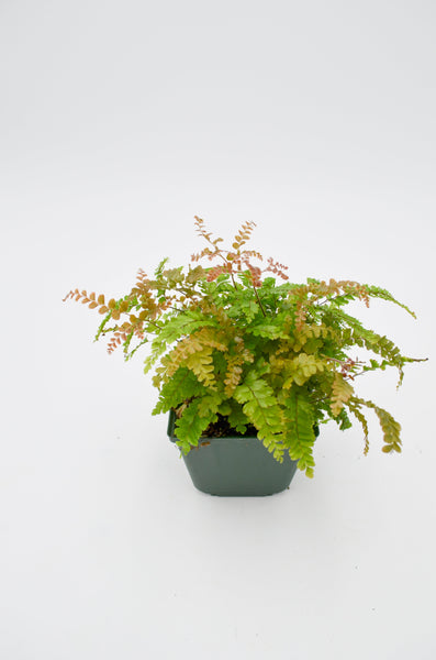 Green Spleenwort (Asplenium viride) -  - Wild Lark - Wild Lark