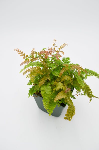 Green Spleenwort (Asplenium viride) -  - Wild Lark - Wild Lark