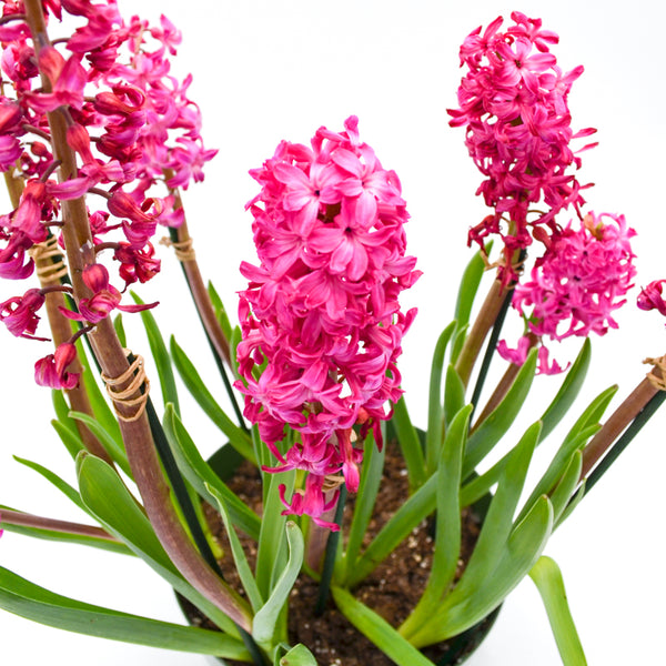 Hyacinth pink -  - Wild Lark - Wild Lark