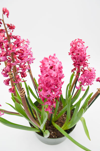 Hyacinth pink -  - Wild Lark - Wild Lark