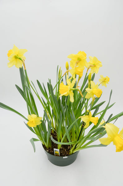 Daffodils -  - Wild Lark - Wild Lark