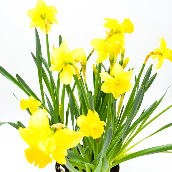 Daffodils -  - Wild Lark - Wild Lark